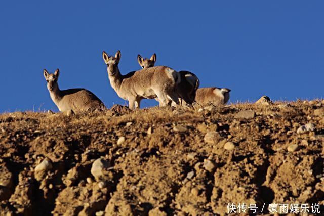 中尼边境发现2个世外农村,一个在8k米雪山下,一个在佩枯措边
