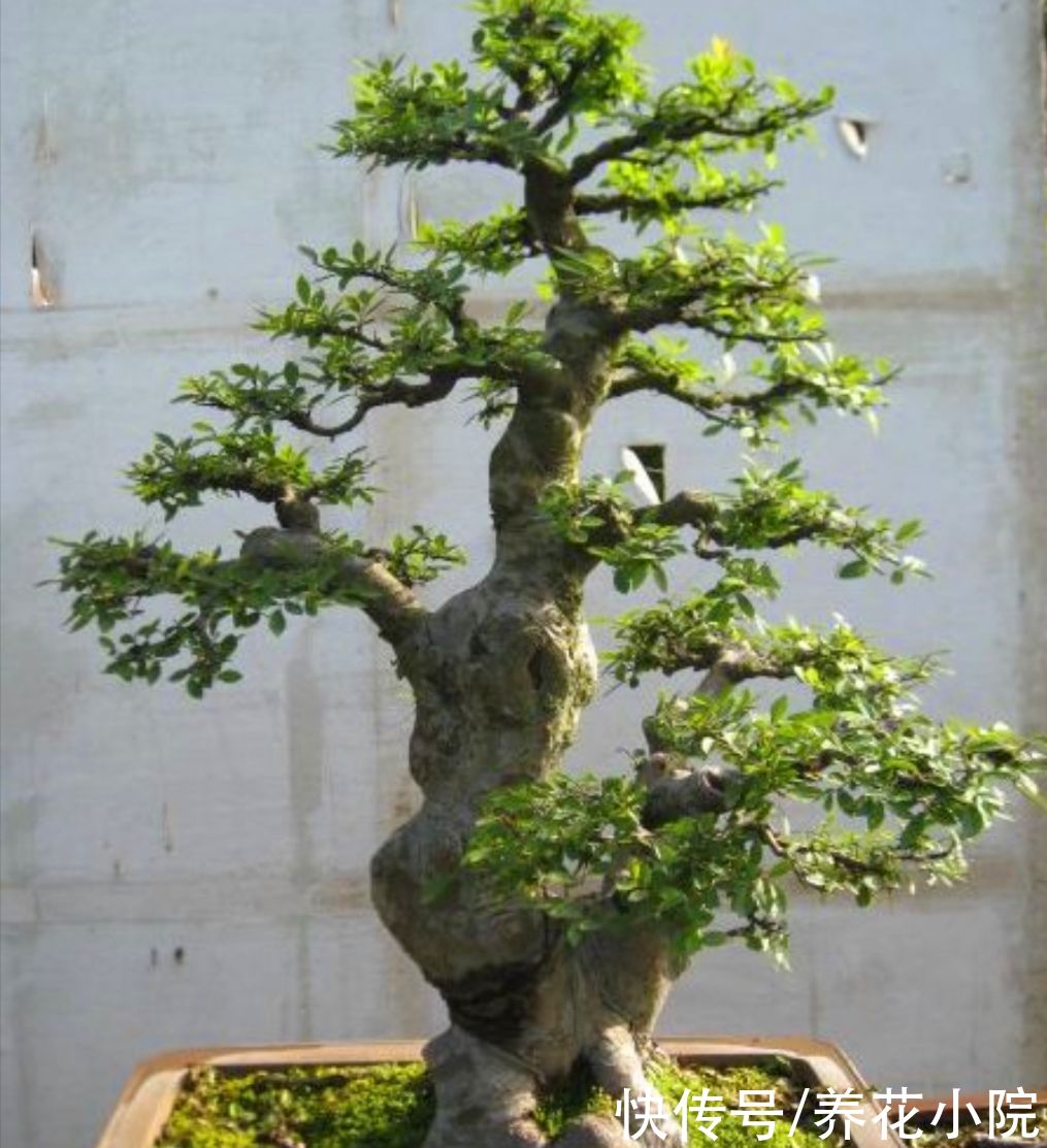 栽植|野外2种“疙瘩树”，苍劲古朴，枝叶清秀，适合做盆景