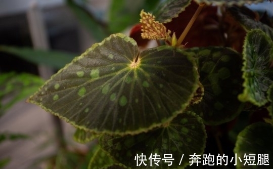 叶子|真土豪!英国小伙家里养珍奇植物,单一片叶子就能卖上10万