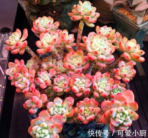 植株|冬天养多肉劳尔,教你几个小技巧,掌握了叶片饱满,香味清新
