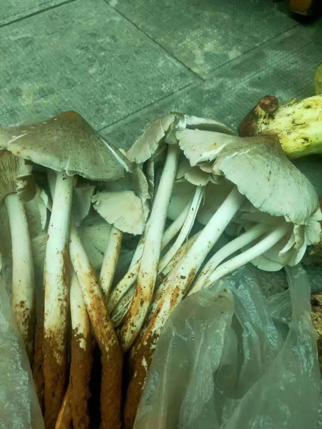 烹制|这样烹制鸡枞,想吃就吃鲜香不打折