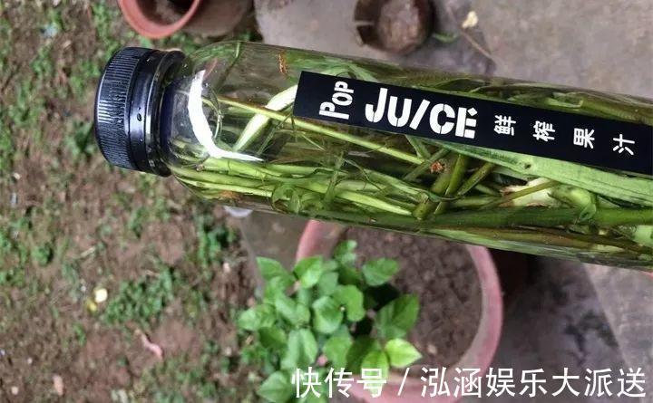 浇花|营养水家家都能做,不花一分钱,给花浇点就爆盆!