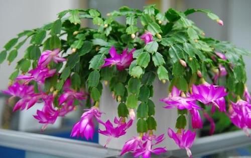 蟹爪兰浇什么肥？