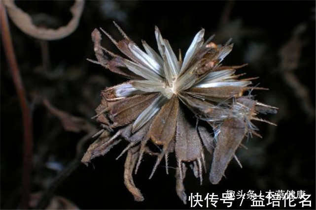 降低|路边的杂草泡水喝这六大功效，营养价值堪比人参，现在城里很少