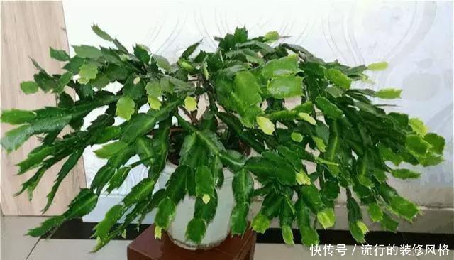 浇水|蟹爪兰喝点它,秋天连开100朵,叶子肥得直滴油