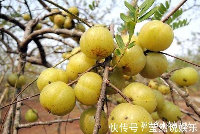 味甘苦|农村一种叫皇帝甘的野果，抗癌作用效果明显，中医欲求不满
