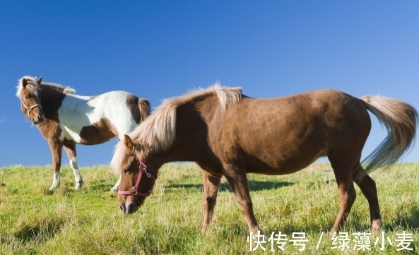 婚姻|生肖虎与谁一起会走好运？若和3生肖缔结良缘，婚姻幸福旺夫十足