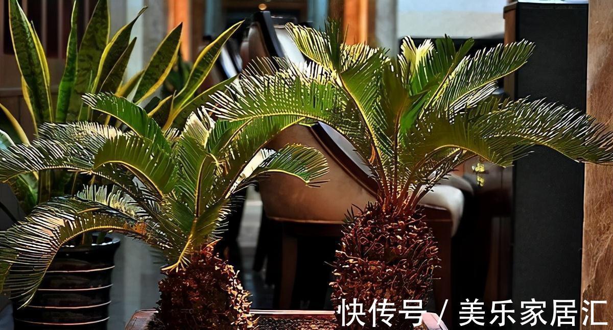 客厅不要乱养花,5种盆花才正门楣,为家纳福,养人养身