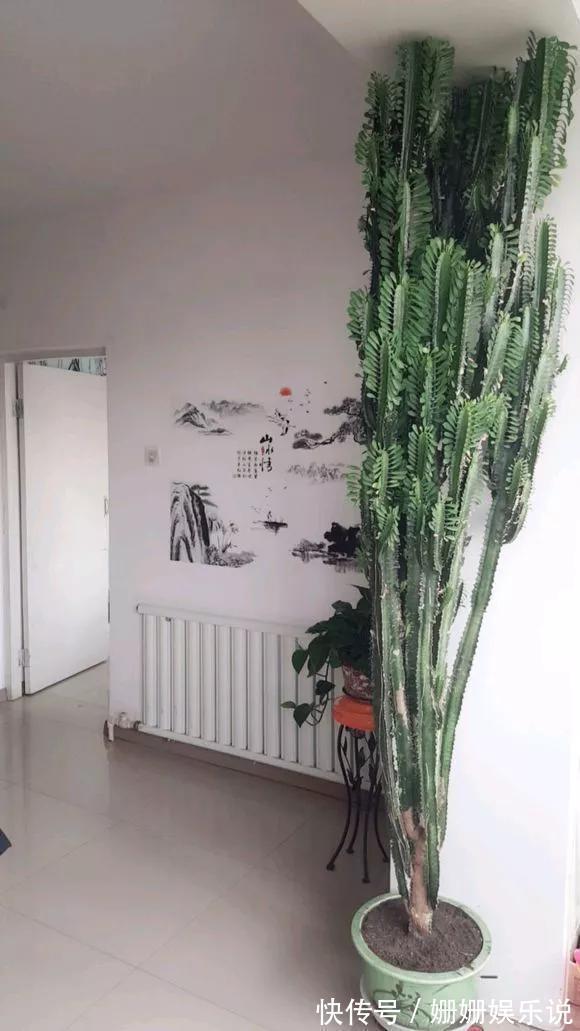 煞气|3种“丑花”,长得不怎么样,却能旺运镇宅,关键还好养