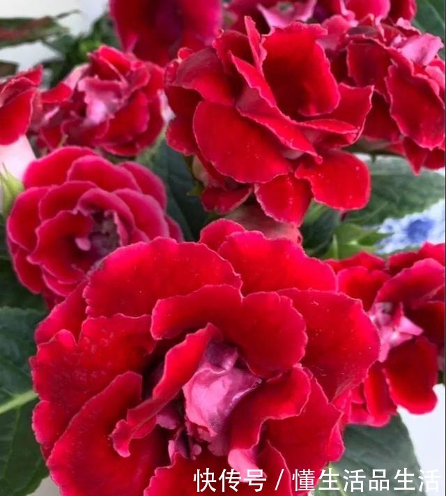 这“三种花”再旱也别“喷水”,遇水易黄叶烂根,丑到没朋友!