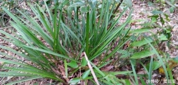 农村|农村这种植物一株卖十几万,可遇到后万万采不得,到底为什么?
