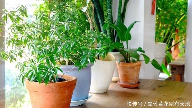 冬日室内养花,存在这些“忌讳”,你时刻牢记心间了吗?