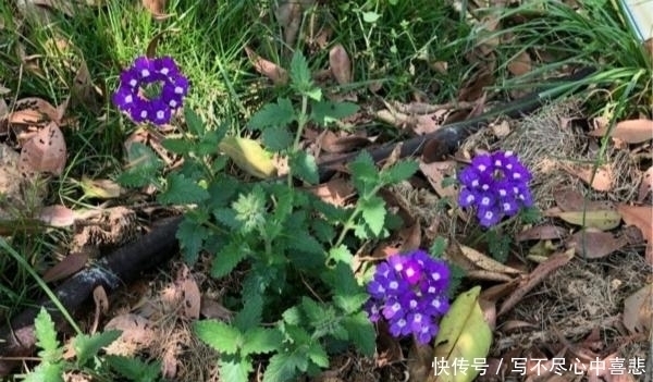 路边看见1种花，扯根枝条带回家，遇水就生根，盆栽特漂亮