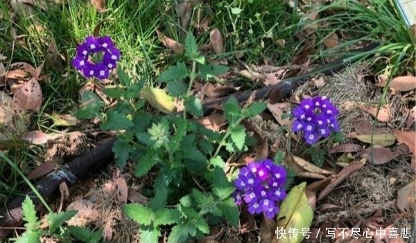 路边看见1种花,扯根枝条带回家,遇水就生根,盆栽特漂亮