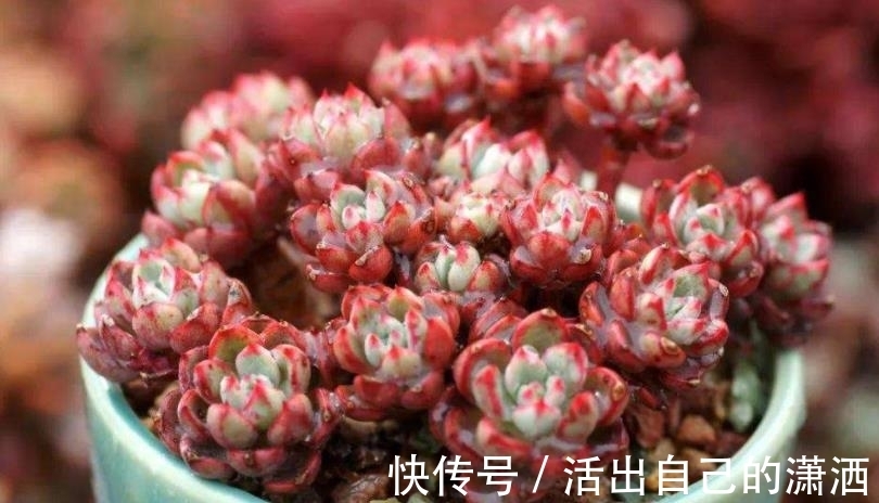 多肉娜娜小勾和奥普琳娜,两者都是美人,哪种更适合新手养?