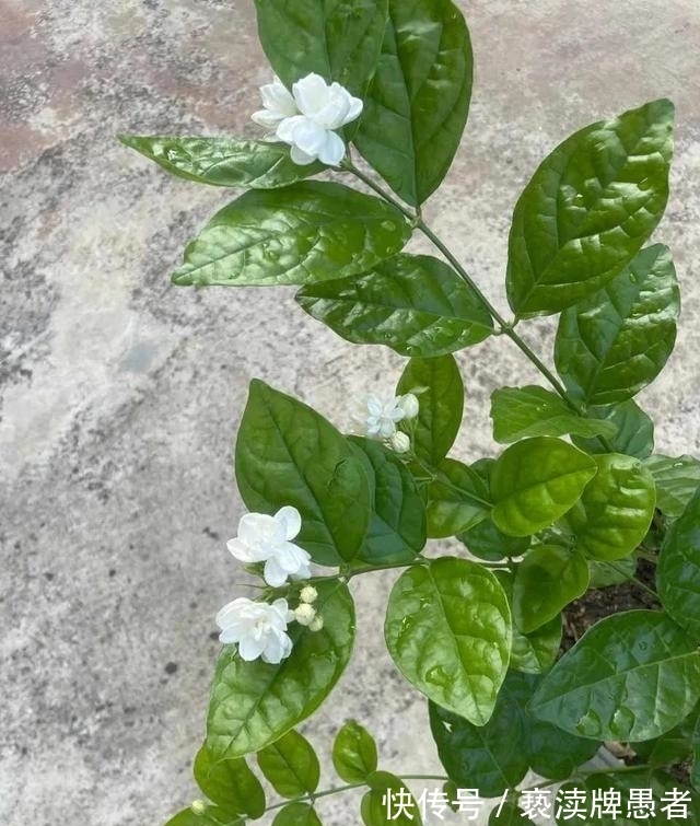 休眠期|大冷天养茉莉,学会“偷懒”,开春后,花骨朵叽里咕噜往外冒