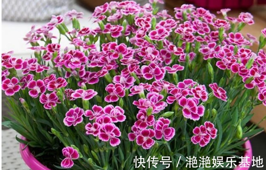 家里最适合“5种花卉”，好养易爆盆，关键“空气好、病菌少”！