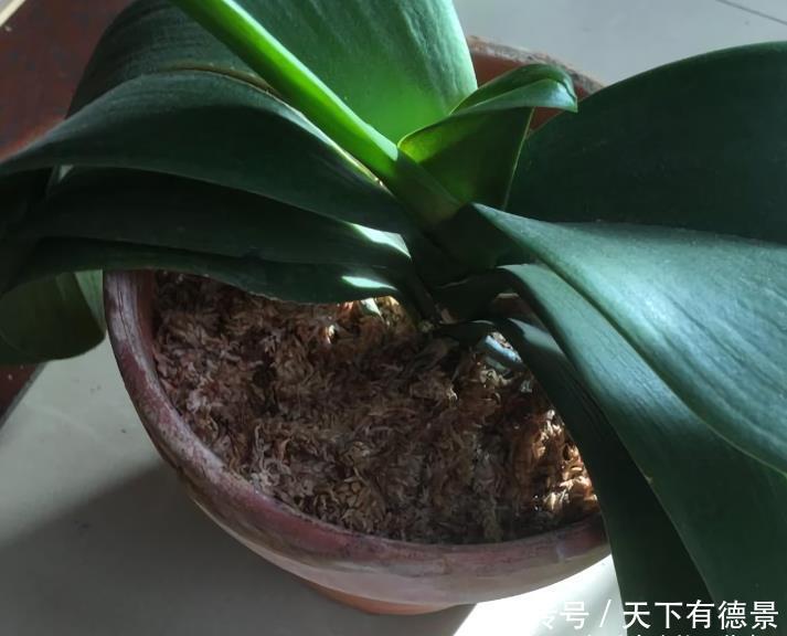 春节后养蝴蝶兰,做好3件事,不再“花后死”,还能一盆变多盆