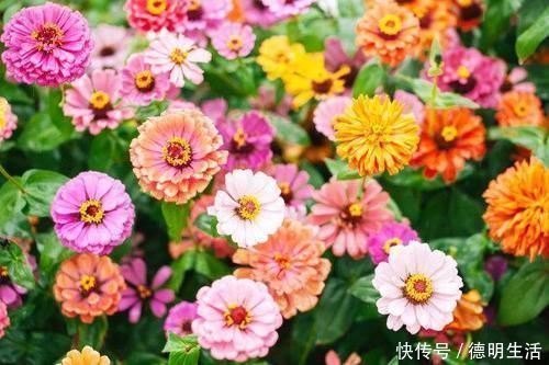 香甜|每天懂一个药方——谷维素,改善失眠让你睡得更香甜!