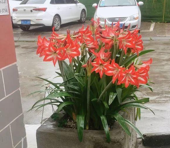 长寿月季花后赶紧剪一刀,剪完就开花,一直剪一直开!