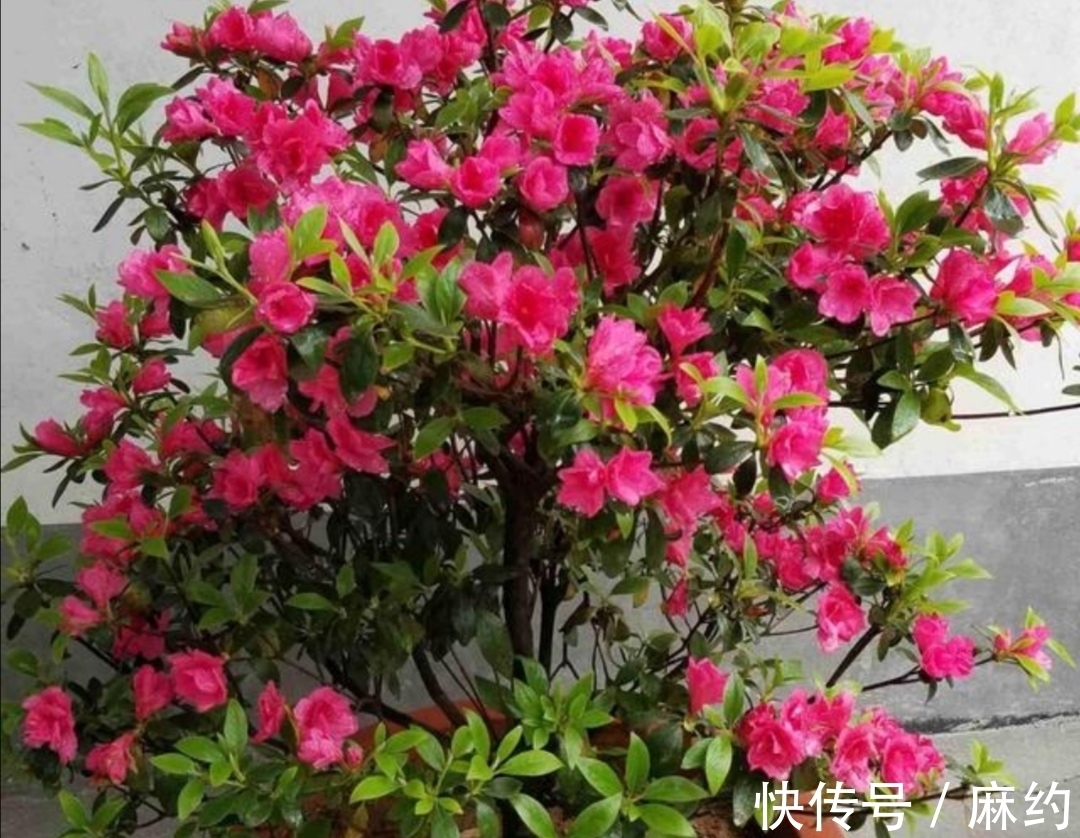 营养土|3种喜酸性的花,容易出现黄叶子,要勤浇“酸水”