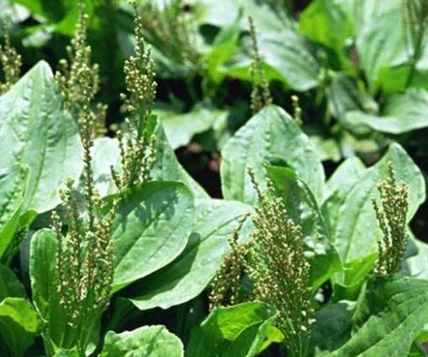 马齿|一味车前草，养生大功效！车前草的四大好处，越早了解越好