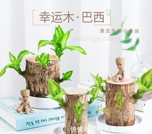巴西木小盆栽又火了,注意几点,半截木桩子泡水里,也能越长越旺!