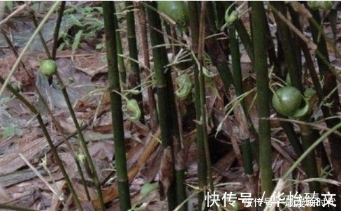 植物蛋白|农村竹子上结的野果，50年才一次，烤着吃口感好，还能滋补身体