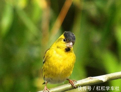 黄雀飞飞摩苍天。