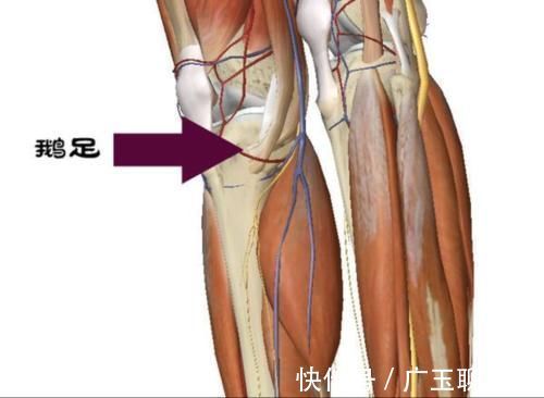 损伤|跑1万步是最合适的运动量吗?会不会对膝盖造成损伤?
