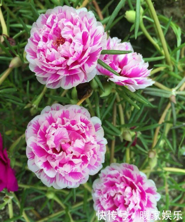 太阳花开花少有1个“小技巧”,开花量大10倍,秋天花儿开不停