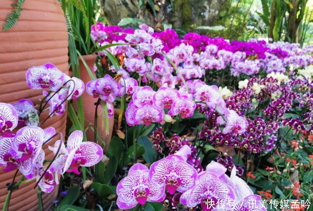 春雨到来，百花盛开！来一场鸟语花香的节后错峰游吧～