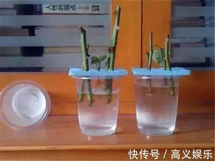 水杨酸|8种自制生根剂,扦插前抹一抹,白根冒的又快又多!