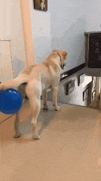 |搞笑GIF趣图:我究竟做错了什么,你要天天来盘我