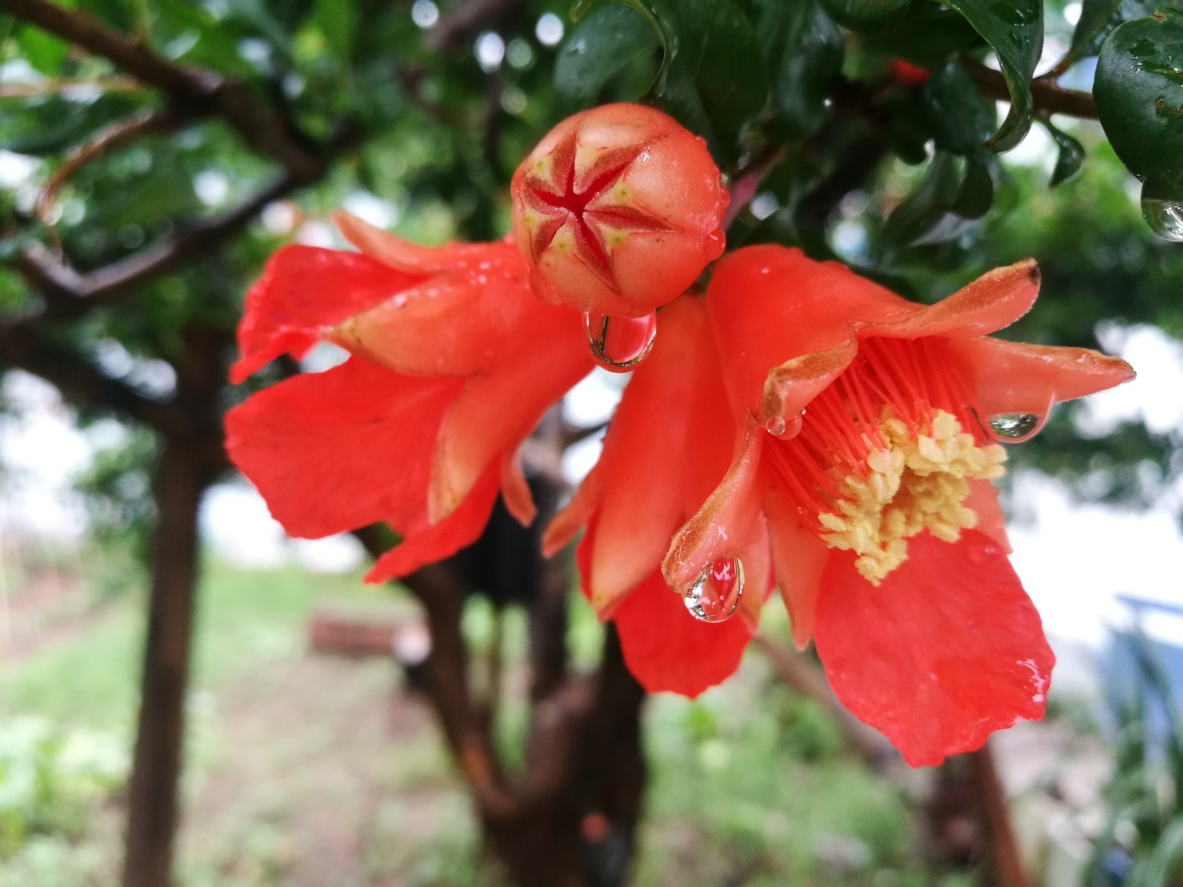 此花是寓意着子孙满堂,在我国被视为吉祥之物,是富贵的代表