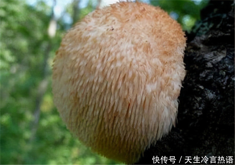 通便|女性再没钱，以下食物不能省，润肠通便，排毒抗衰，改善体质