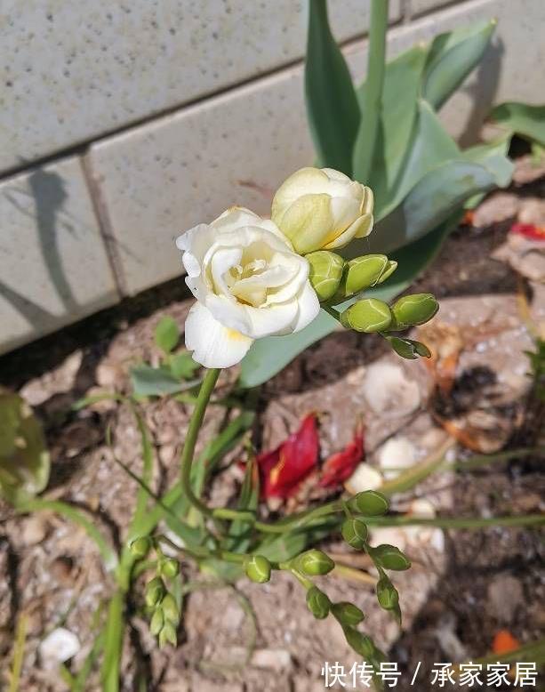 栽种|立秋之后,3种球根花卉可以种了,很好养各种花色无比美貌