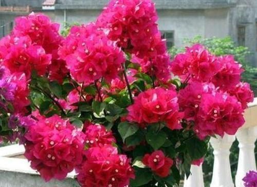 石竹花|3种漂亮花，家里养一盆最合适，一开就是300多天，开花漂亮花期长