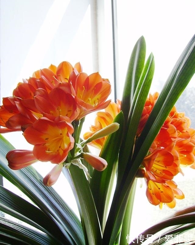 养护君子兰用些“大补肥”,不花钱,花卉也能长得“翠绿无比”