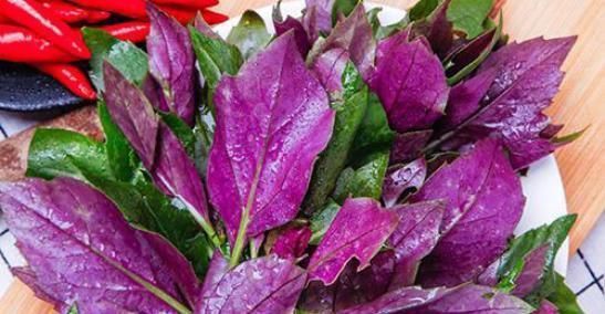 常吃|农村一种野菜,人称“红凤菜”,以前常吃,却不知是有毒的