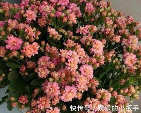 上班忙,没时间养花,这几盆懒人花你要知道,打理起来更省心