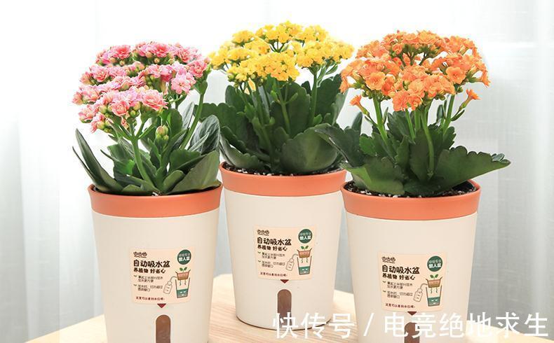 光照|买盆长寿花送长辈吧,分享我养长寿花的经验,很实用