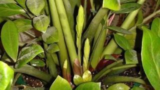 3种花养不好“别放弃”,直接扔水里,10天就生根,比绿萝还好养