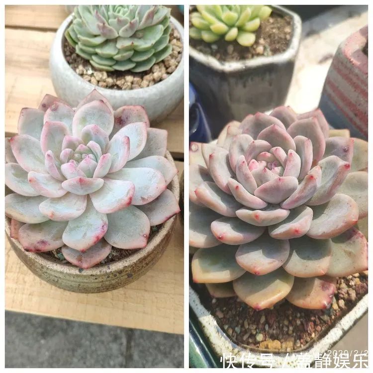 多肉是戒不掉的瘾！多肉小白入坑一年小记！