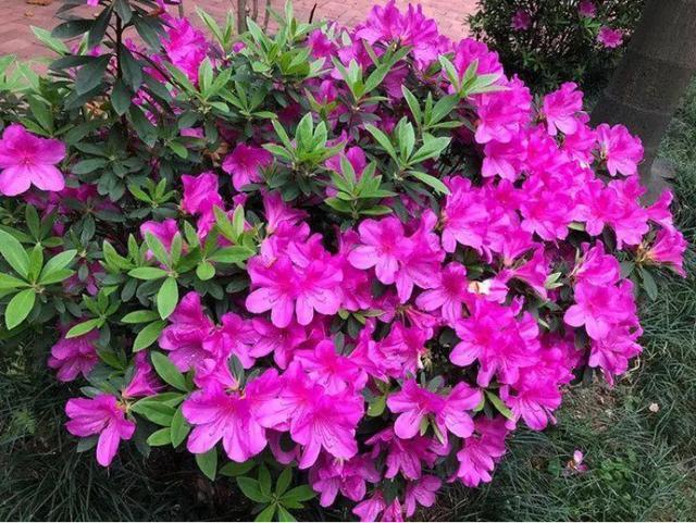 扦插|9种花不用花钱买,掐根枝条插土里,2周即可生根,好养易成活
