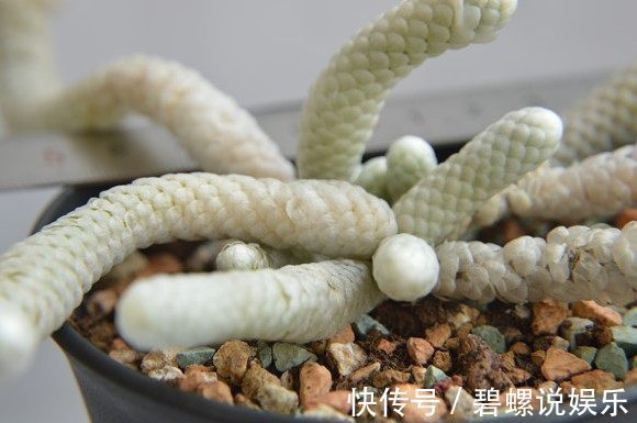 鹿沼土|造型奇特的块根盆栽多肉植物,具有非常高的观赏性!