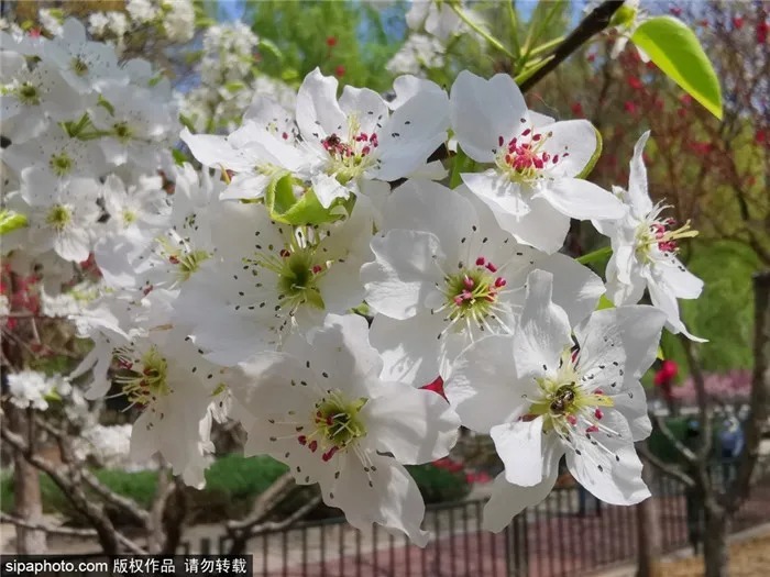 京城赏花！北京这几个地方梨花已开！花期不等人，快快约起来！