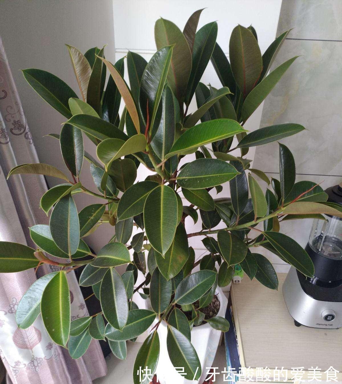 10大健康花,建议养一盆,不但能吸废气制氧气,还好养贵气