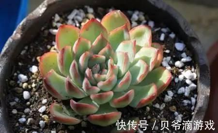 水和光多少是适量,50种常见多肉植物度夏攻略