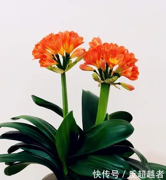 惊!你养的花,正在悄悄暴露你的性格